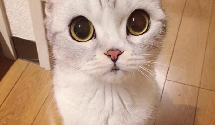Découvrez Hana, le chat aux grands yeux ronds qui fait fondre le coeur des Instagramers | #3