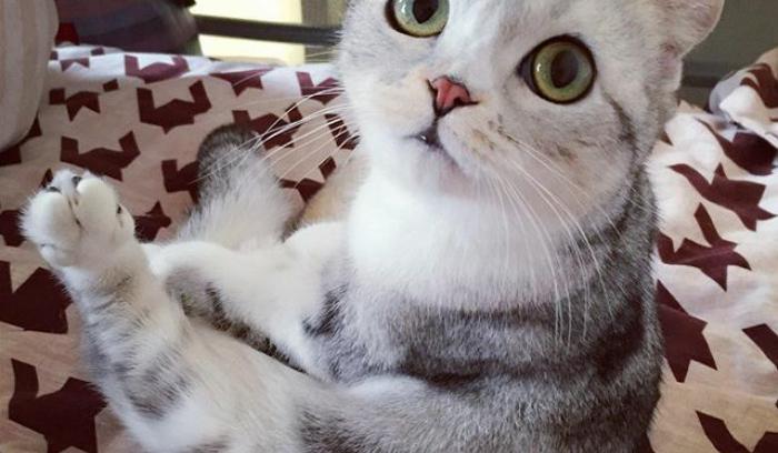 Découvrez Hana, le chat aux grands yeux ronds qui fait fondre le coeur des Instagramers | #8