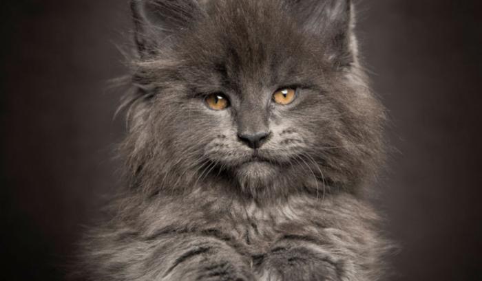 12 photos qui révèlent la beauté majestueuse des Maine Coons | #7