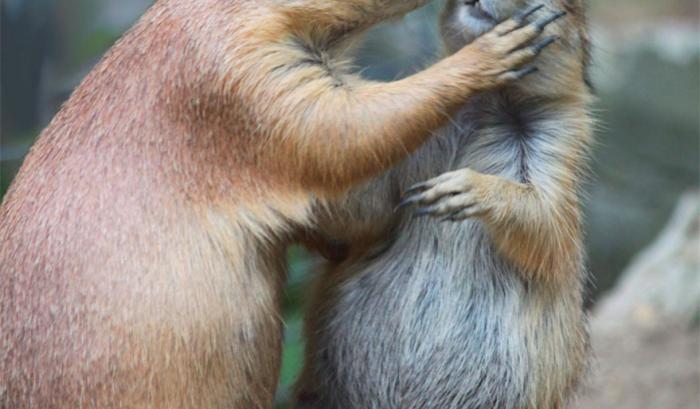 Ces adorables animaux se font des bisous, et ça nous donne envie de faire pareil | #15