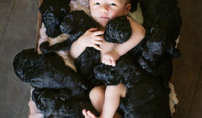 Ces photos de naissance avec 9 chiots qui entourent le bébé sont tout simplement adorables | #3