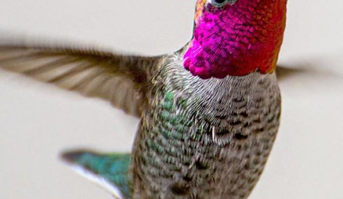 Une amoureuse de la nature capture la beauté des colibris dans son jardin | #6