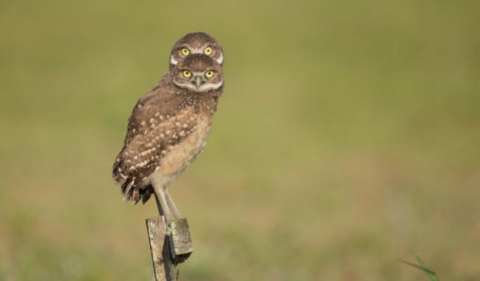 Les 20 photos les plus drôles du prix de photographie humoristique des animaux sauvages de 2016 | #6