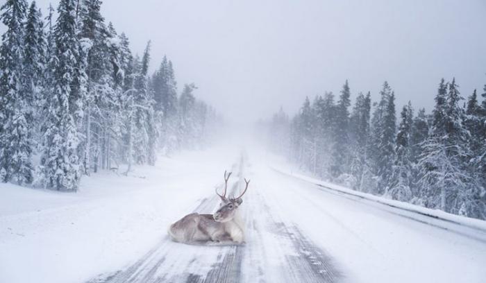 15 photos qui montrent que la Laponie est l’endroit le plus magique pour fêter Noël | #2