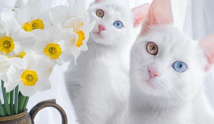 Ces 2 chats blancs aux yeux vairons ont un regard absolument magnifique | #7