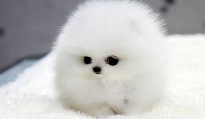 15 animaux tout ronds qui rouleront vers votre coeur illico | #15
