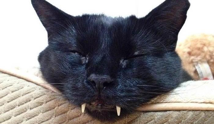 Découvrez Monkey, le chat noir aux vraies dents de vampire ! | #2