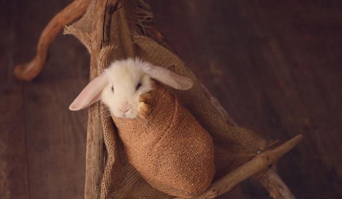 Ce bébé lapin est tellement mignon que vous allez avoir envie de lui faire un câlin | #7