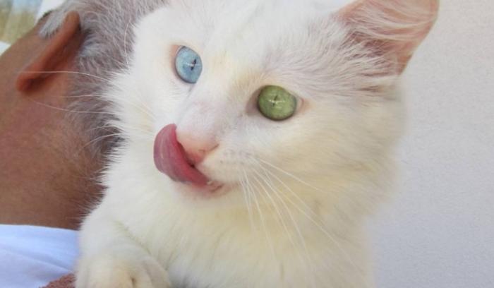 Ce chat blanc aux yeux vairons a vraiment un regard hypnotique et magnifique ! | #5