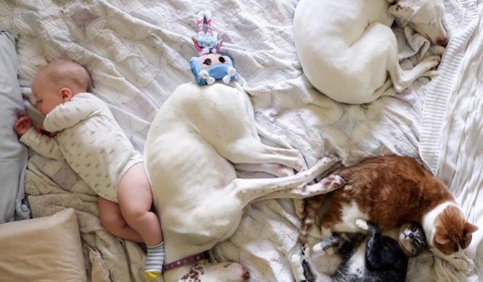 Ce bébé de 8 mois et cette chienne adorent faire la sieste ensemble... et ils sont trop mignons ! | #6