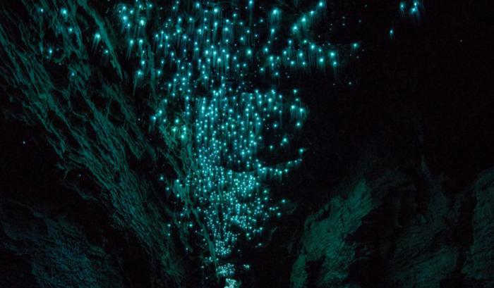 Des centaines de vers luisants transforment cette grotte néo-zélandaise en magnifique nuit étoilée | #11