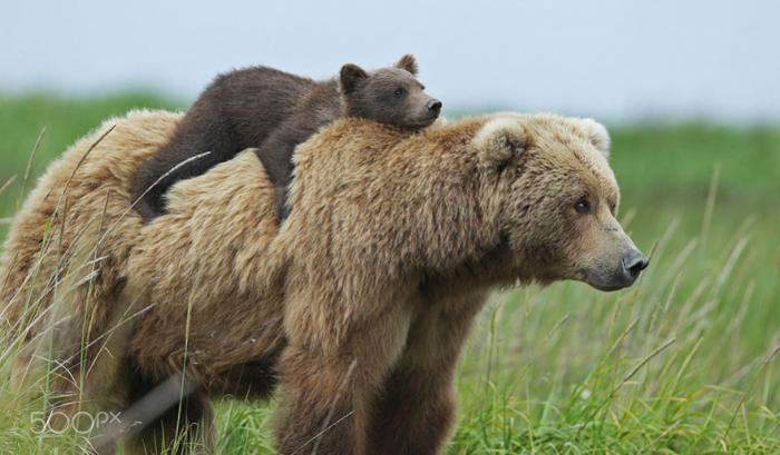 Ces mamans ourses et leur ourson sont vraiment trop mignons ! | #2