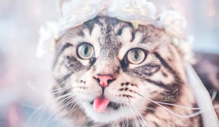 Cette femme prend des photos sublimes de ses chats qui portent des couronnes de fleurs – c'est vraiment trop chou ! | #7