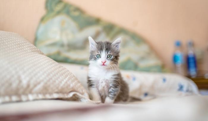 18 photos de chats tellement adorables que vous ne pourrez pas vous empêcher de sourire | #5