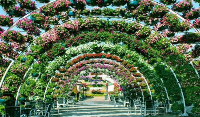 Découvrez le Dubaï Miracle Garden, le plus grand jardin de fleurs du monde ! | #9