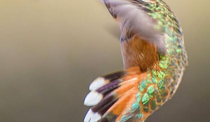 Une amoureuse de la nature capture la beauté des colibris dans son jardin | #4