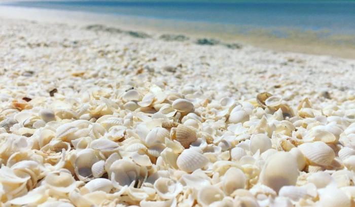 Cette plage australienne est entièrement recouverte de coquillages | #4