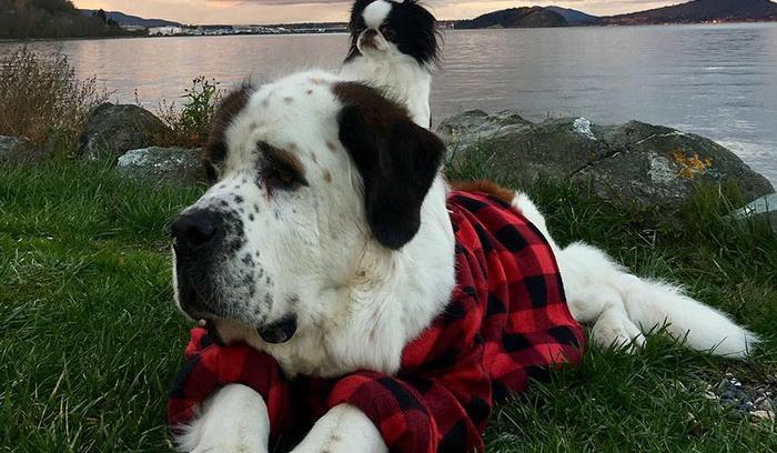 Ce petit chien se fait transporter partout sur le dos ce grand Saint Bernard | #6