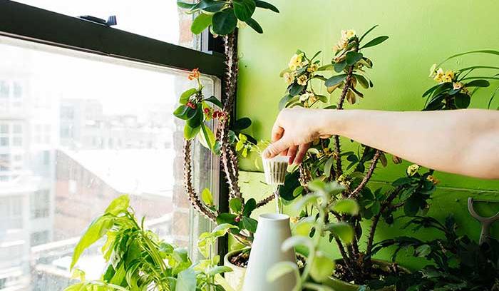 Cette jeune femme a planté plus de 500 plantes dans son appartement new-yorkais et l'a transformé en vrai jungle d'intérieur | #10