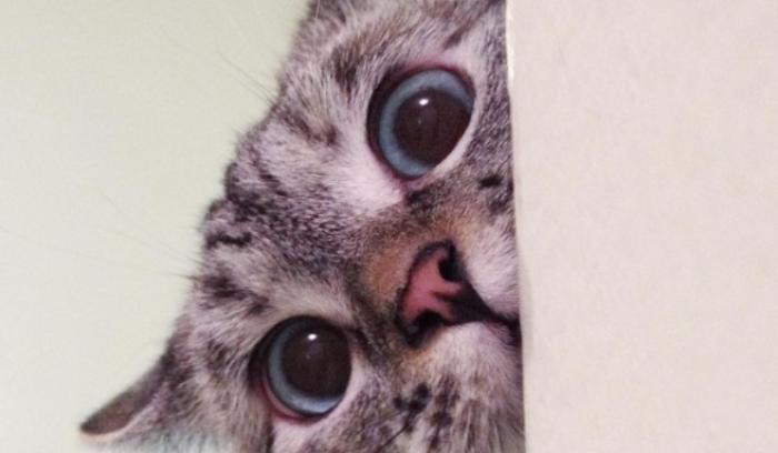 Nala, le chat le plus célèbre d'Instagram, nous fera toujours sourire | #3