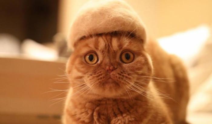 13 chats avec des chapeaux sur la tête faits de leurs propres poils | #6