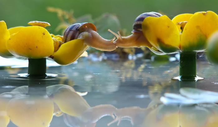 Ces adorables animaux se font des bisous, et ça nous donne envie de faire pareil | #22