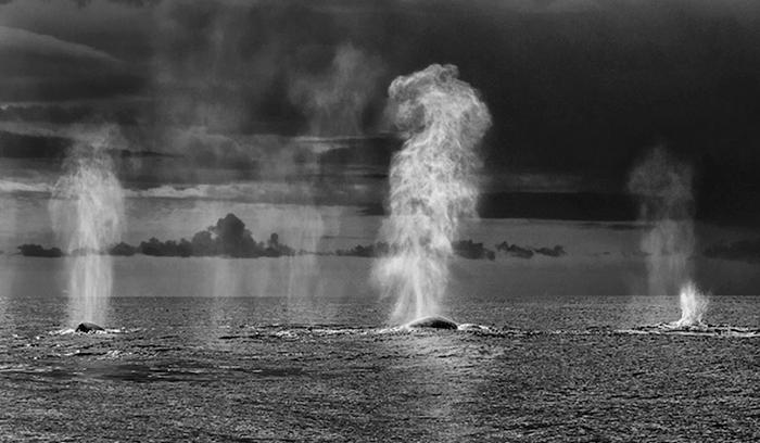 Ce photographe a passé 25 ans à montrer la beauté majestueuse des dauphins et des baleines | #8