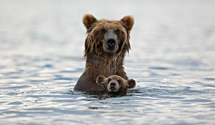 Ces mamans ourses et leur ourson sont vraiment trop mignons ! | #9