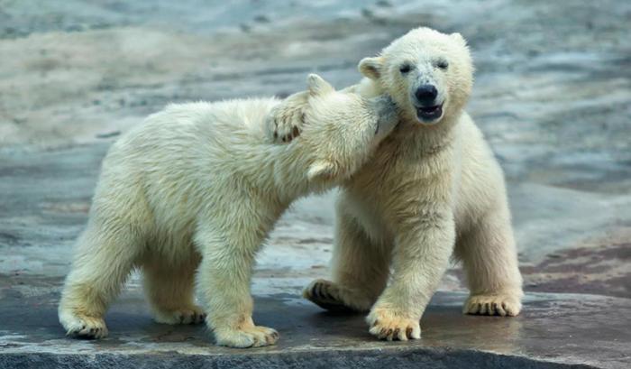 Ces adorables animaux se font des bisous, et ça nous donne envie de faire pareil | #13