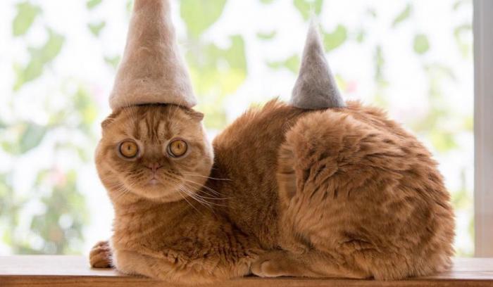 13 chats avec des chapeaux sur la tête faits de leurs propres poils