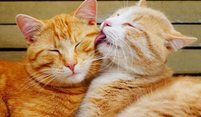 15 photos adorables qui montrent que l'amour est partout autour de nous | #11