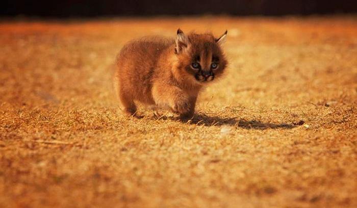 Ces 10 bébés caracals sont tellement mignons qu'ils vont vous faire fondre ! | #4