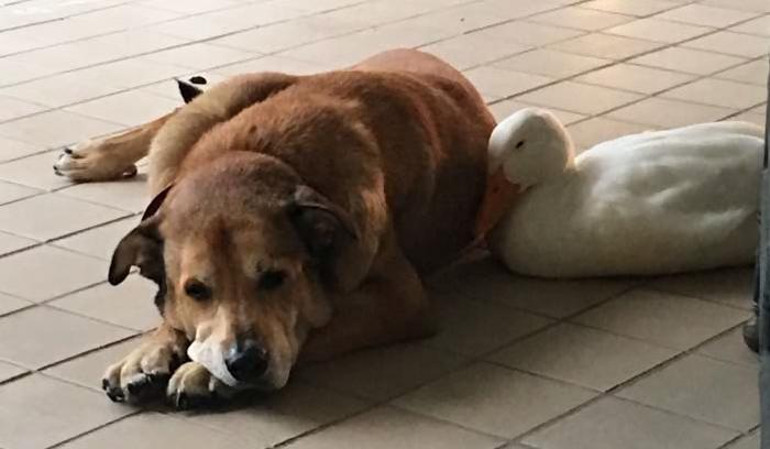 Après la mort de son meilleur ami, ce chien est resté déprimé pendant 2 ans... jusqu'à ce qu'il rencontre ce canard !