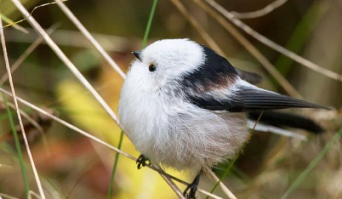 15 animaux tout ronds qui rouleront vers votre coeur illico | #12