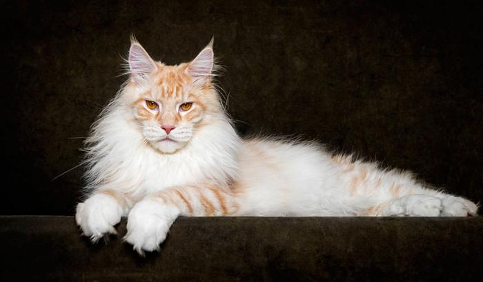 12 photos qui révèlent la beauté majestueuse des Maine Coons | #8