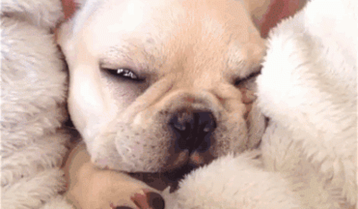 Découvrez Milo, le bulldog narcoleptique qui va vous faire sourire illico ! | #4