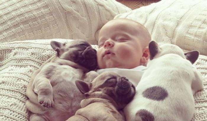 14 photos craquantes qui montrent que les chiens sont plus confortables que des oreillers | #3