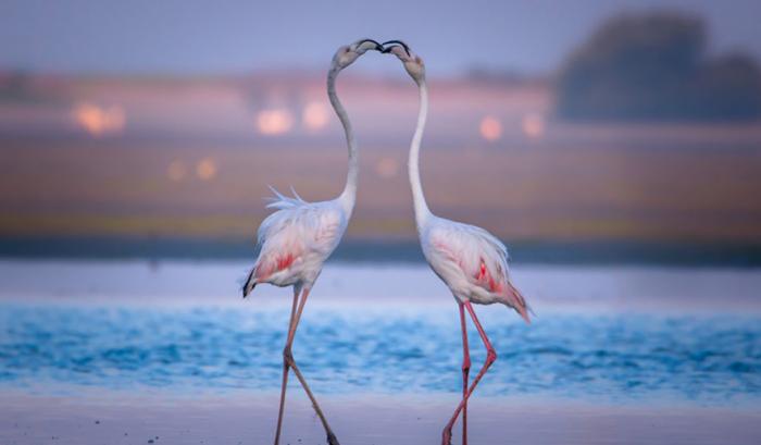 Ces adorables animaux se font des bisous, et ça nous donne envie de faire pareil | #11