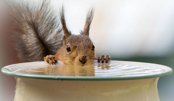 11 photos d'écureuils vraiment adorables | #4