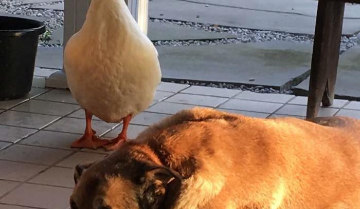 Après la mort de son meilleur ami, ce chien est resté déprimé pendant 2 ans... jusqu'à ce qu'il rencontre ce canard ! | #3