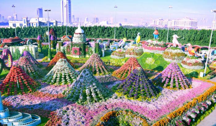 Découvrez le Dubaï Miracle Garden, le plus grand jardin de fleurs du monde ! | #7