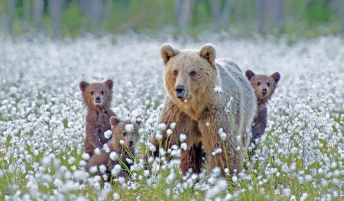 Ces mamans ourses et leur ourson sont vraiment trop mignons ! | #7