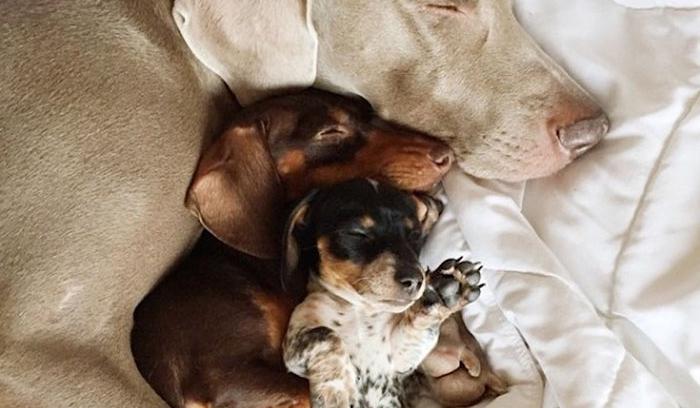 Ces 2 chiens et ce petit chiot endormis tous les 3 sont tellement adorables que vous allez craquer ! | #5