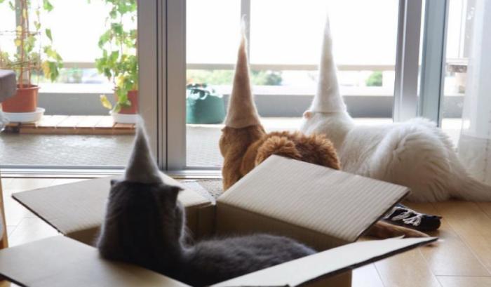 13 chats avec des chapeaux sur la tête faits de leurs propres poils | #3