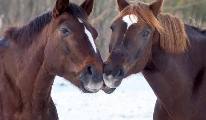 Ces adorables animaux se font des bisous, et ça nous donne envie de faire pareil | #43