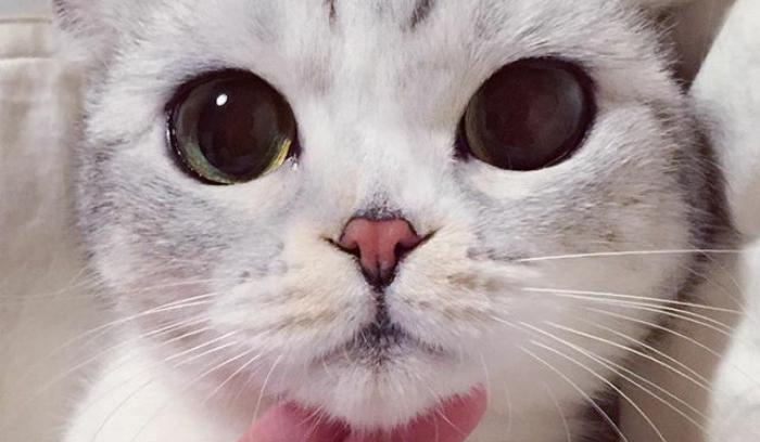 Découvrez Hana, le chat aux grands yeux ronds qui fait fondre le coeur des Instagramers | #10