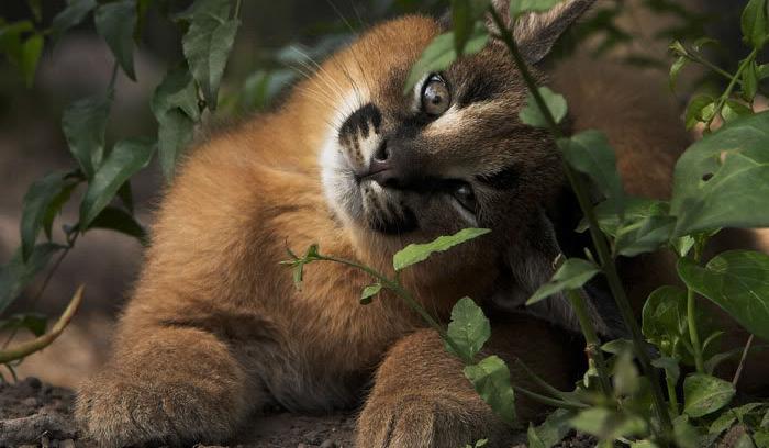 Ces 10 bébés caracals sont tellement mignons qu'ils vont vous faire fondre ! | #9