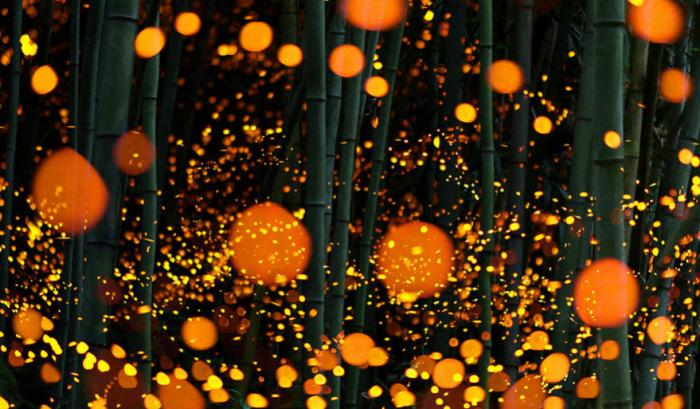Ces photos de lucioles qui illuminent le paysage à la nuit tombée sont tellement magnifiques qu'elles vont vous sembler surréalistes | #4