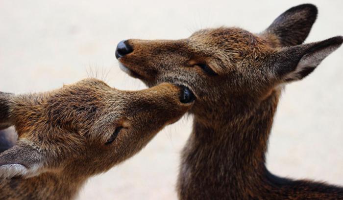 Ces adorables animaux se font des bisous, et ça nous donne envie de faire pareil | #20