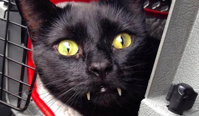 Découvrez Monkey, le chat noir aux vraies dents de vampire ! | #4